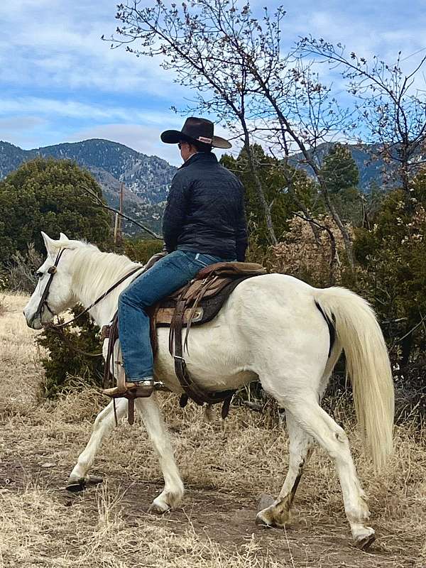 white-missouri-fox-trotter