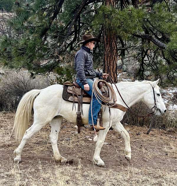 flashy-missouri-fox-trotter-horse