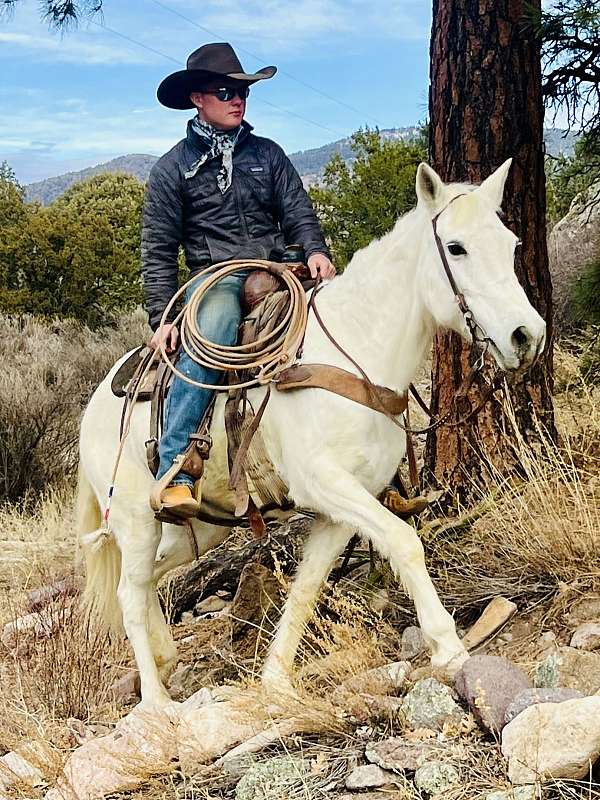 husband-safe-missouri-fox-trotter-horse