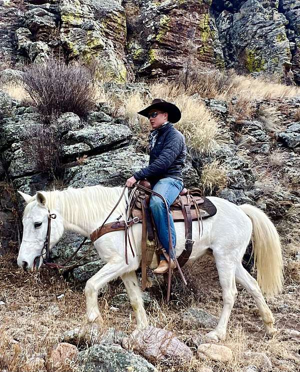 parade-missouri-fox-trotter-horse