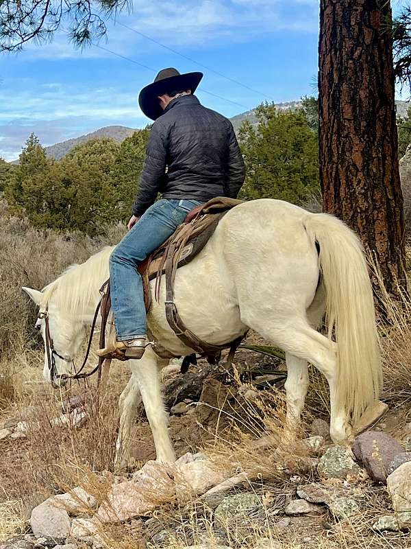 ranch-missouri-fox-trotter-horse