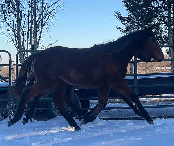 quarter-horse-for-sale