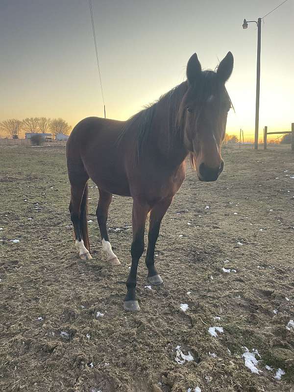 breeding-stallion-racking-standardbred-horse