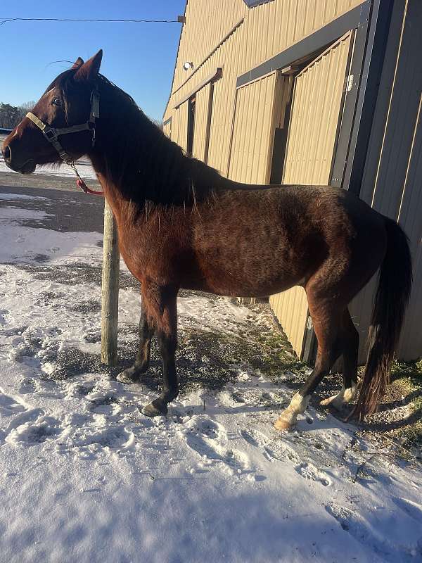 racking-standardbred-stallion