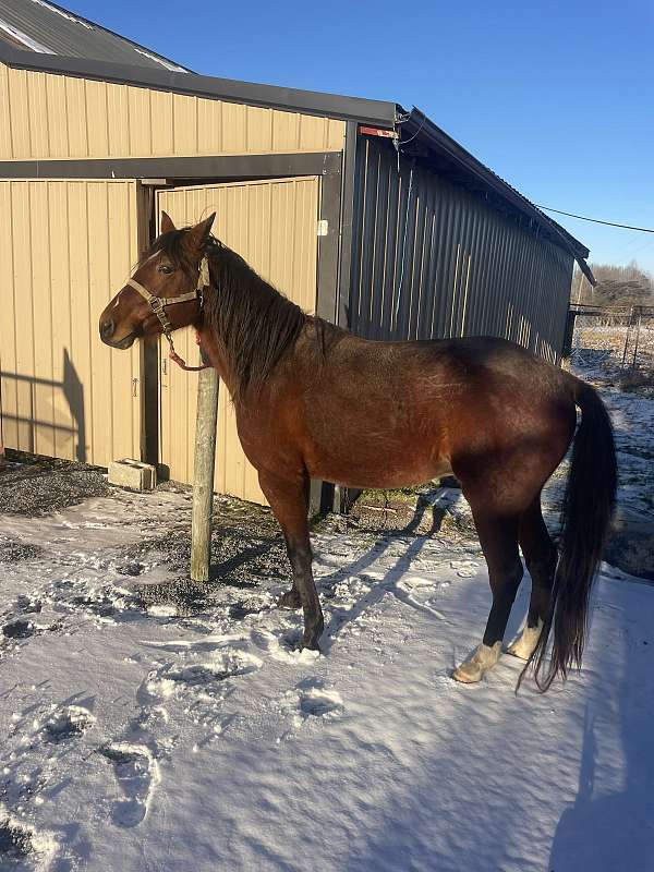 standardbred-stallion