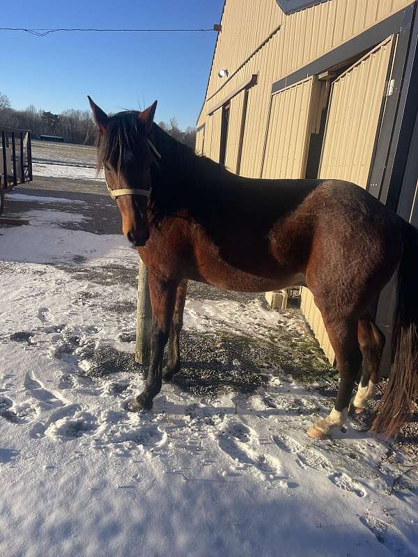 standardbred-horse-for-sale