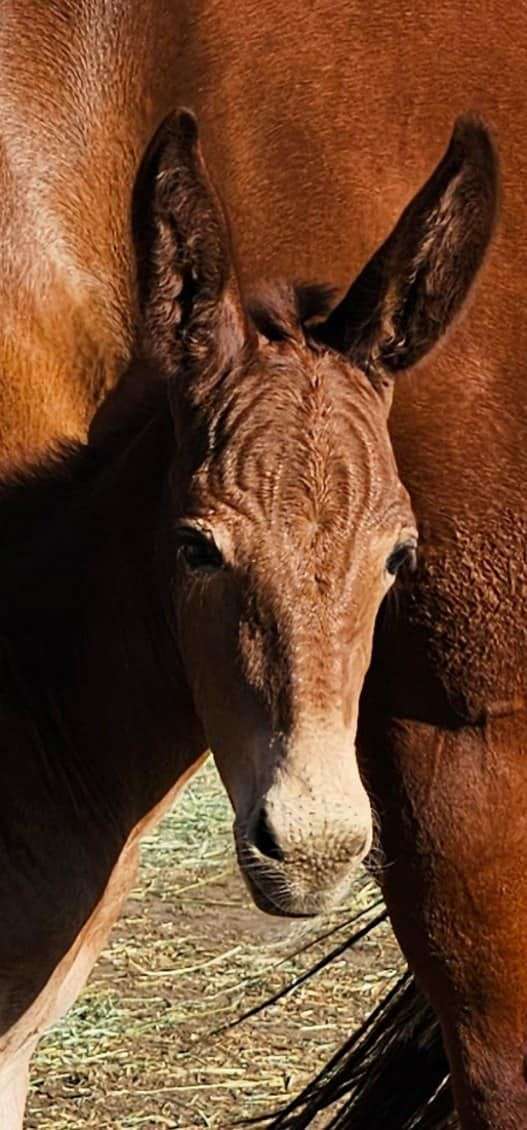 athletic-breeding-mare-weanling