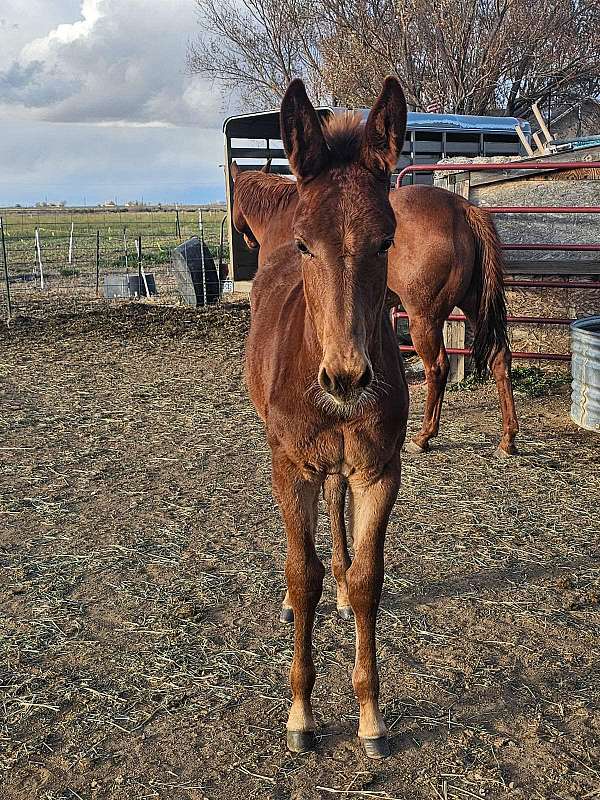 mule-mare-weanling