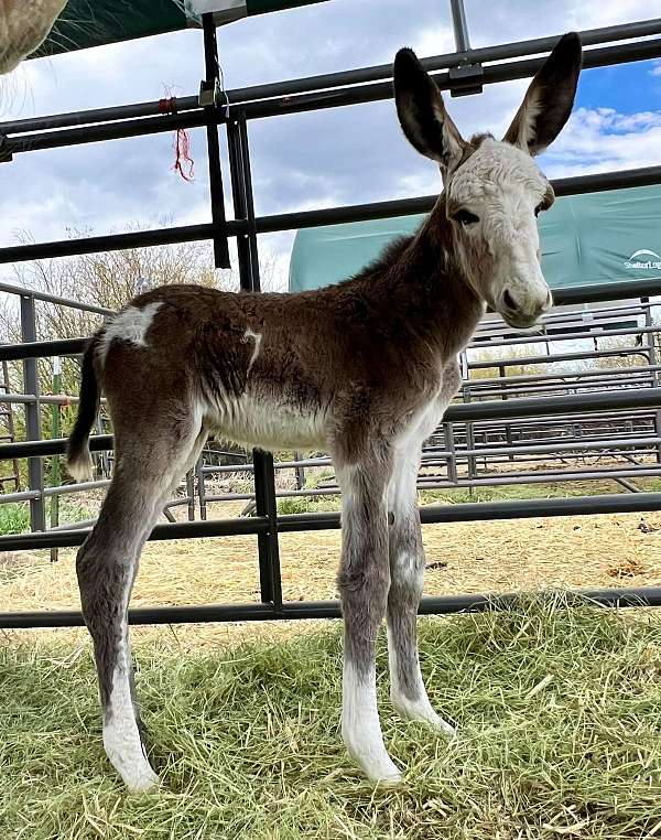 athletic-breeding-mare-weanling