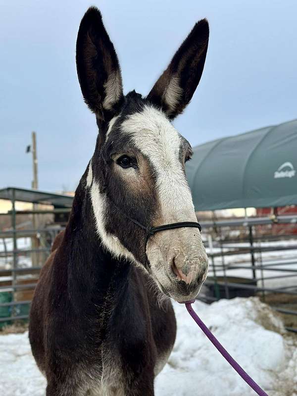 mule-mare-weanling