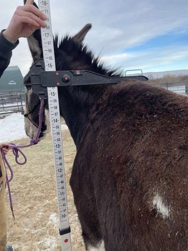 attentive-donkey