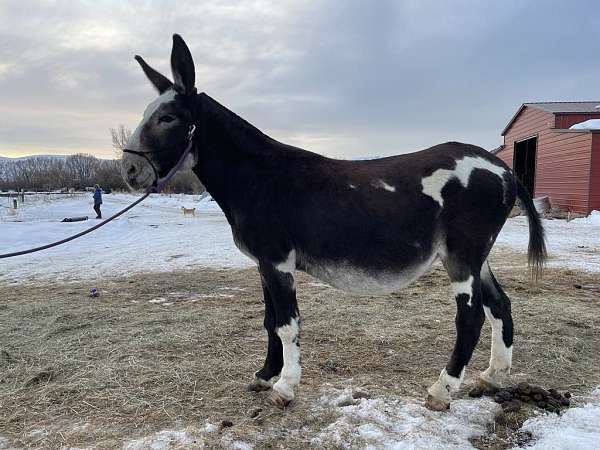 breeding-jack-donkey