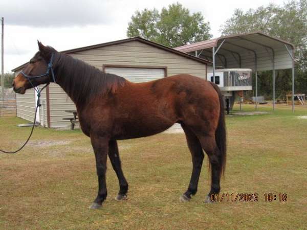 brown-seal-brown-barrel-horse