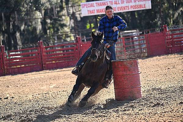 brown-seal-brown-barrel-racing-horse