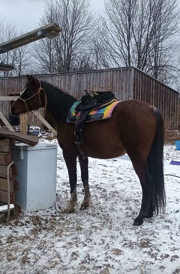 arabian-horse-for-sale