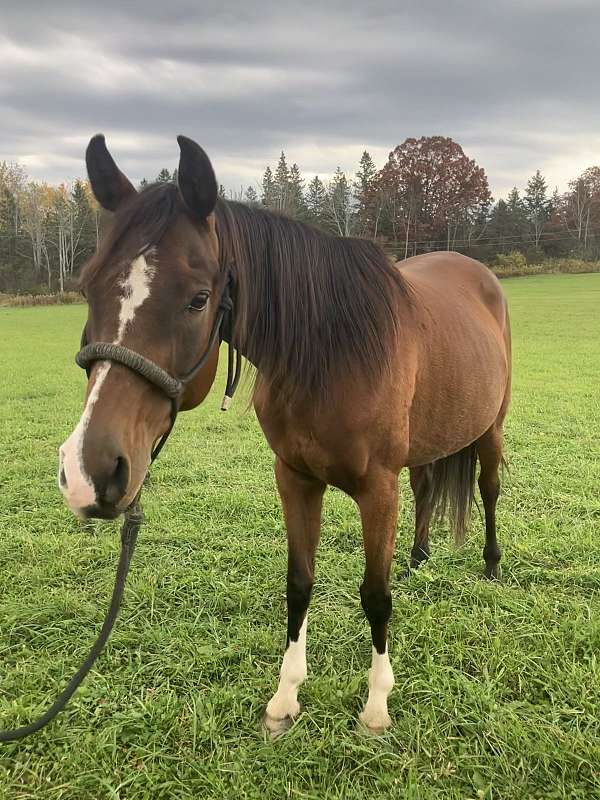 arabian-horse