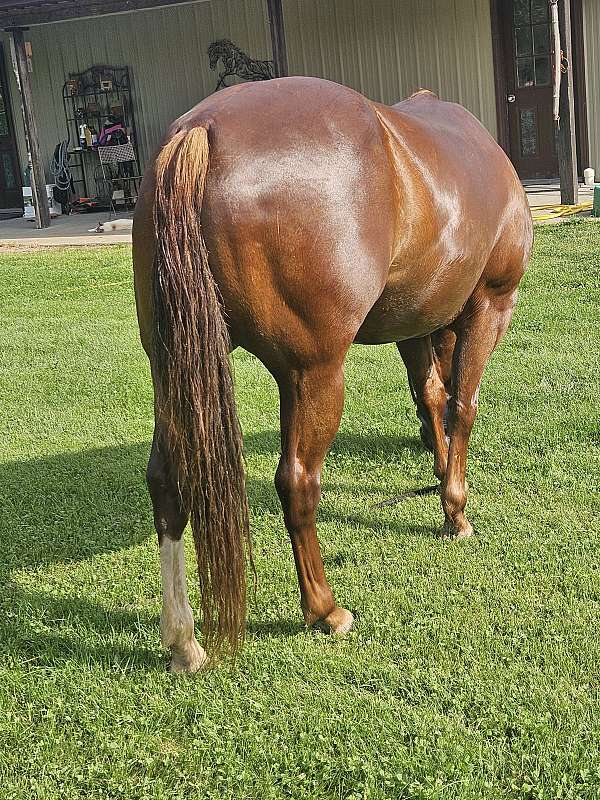 athletic-quarter-horse