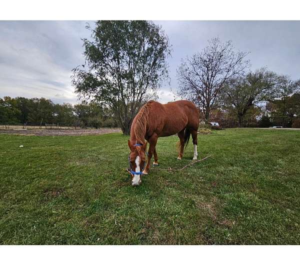 cutting-quarter-horse