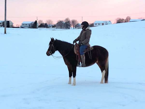 tennessee-walking-horse