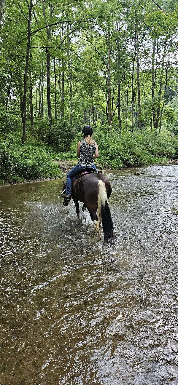 tennessee-walking-horse-for-sale