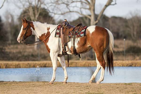 tobiano-paint-mare