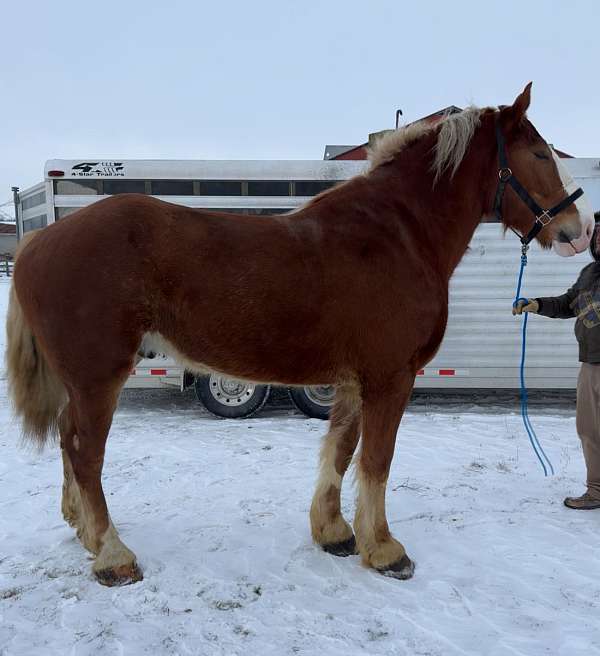 belgian-gelding