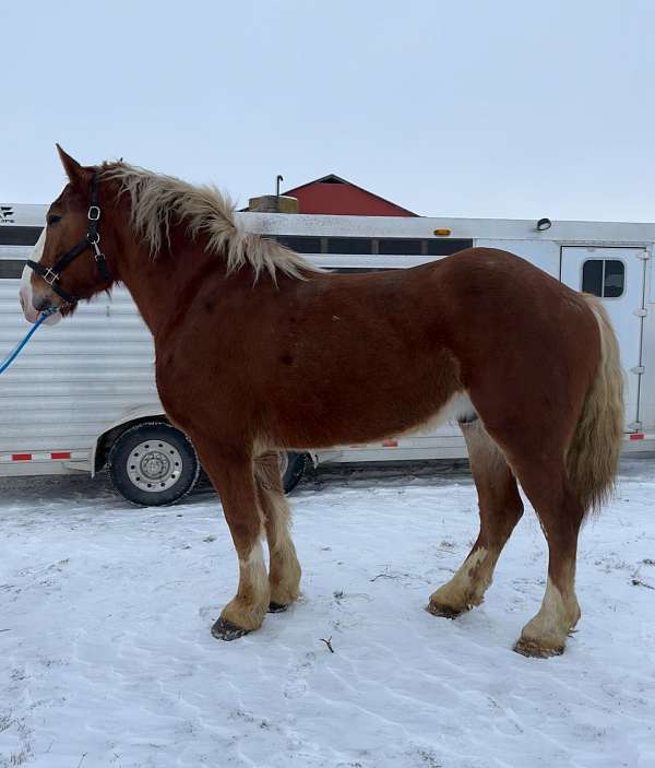 broke-the-best-belgian-horse