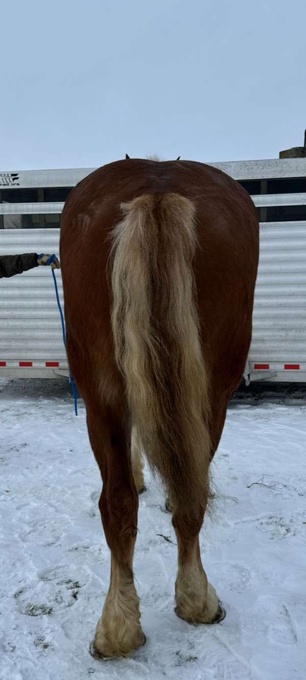 logging-belgian-horse