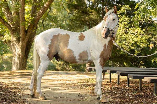 paint-gelding