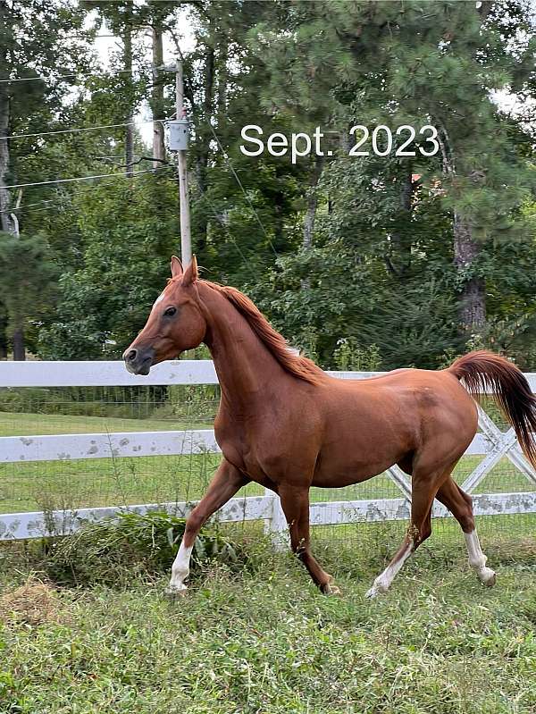 chestnut-3-white-stockings-star-horse