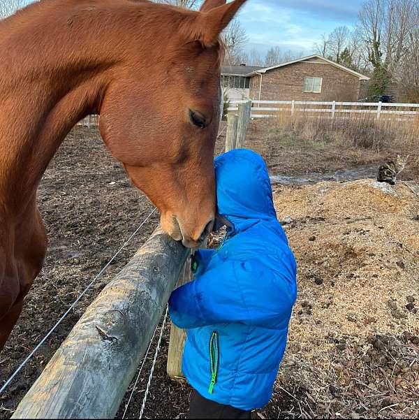 therapeutic-riding-arabian-horse