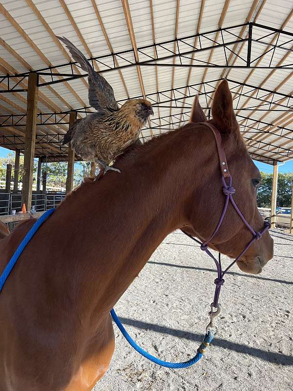 therapy-horse-arabian