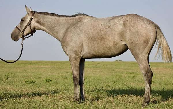 all-around-thoroughbred-horse