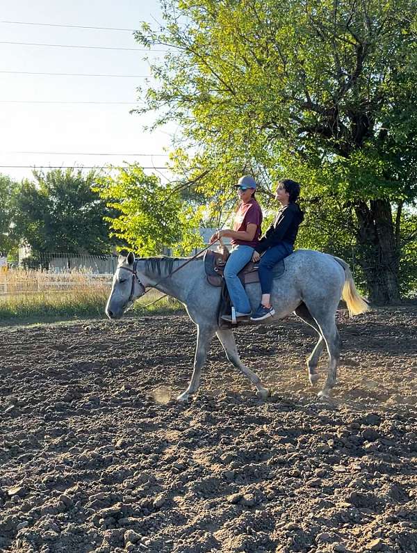 grey-all-around-horse