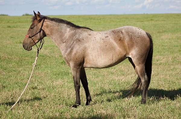 all-around-mustang-horse