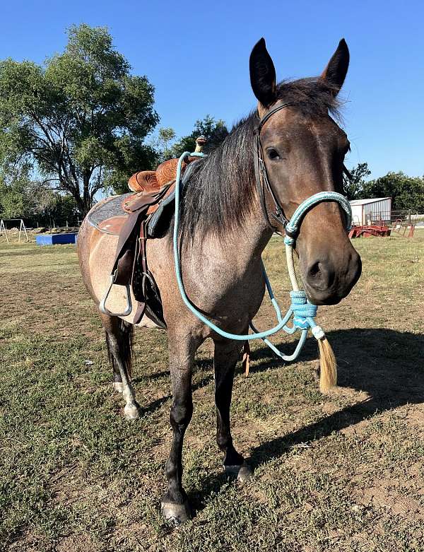 bay-roan-mustang-mare