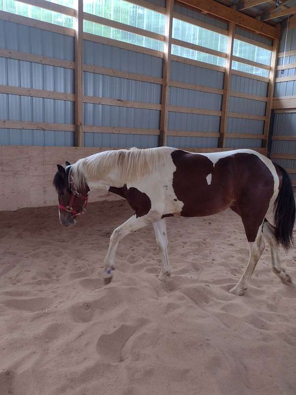 bay-white-tobiano-paint-horse