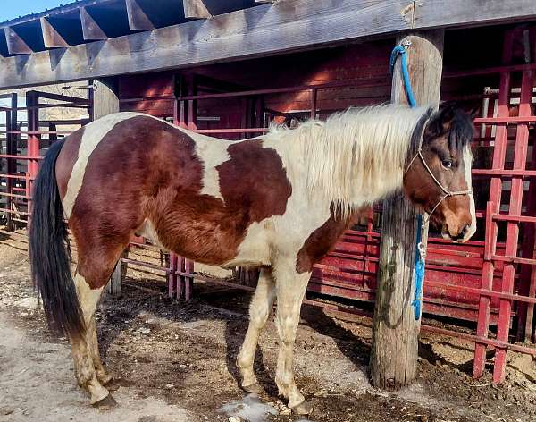 bay-white-tobiano-paint-horse