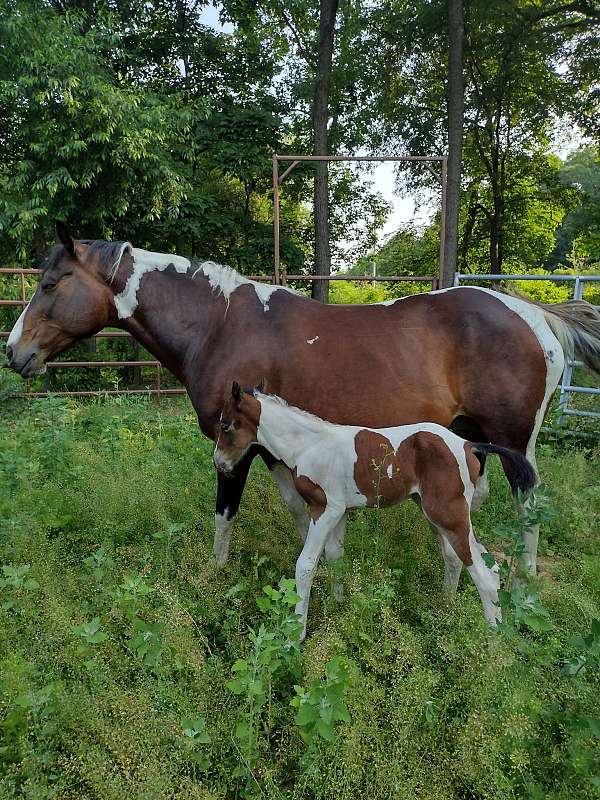 agouti-paint-horse