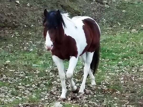 black-apha-paint-horse