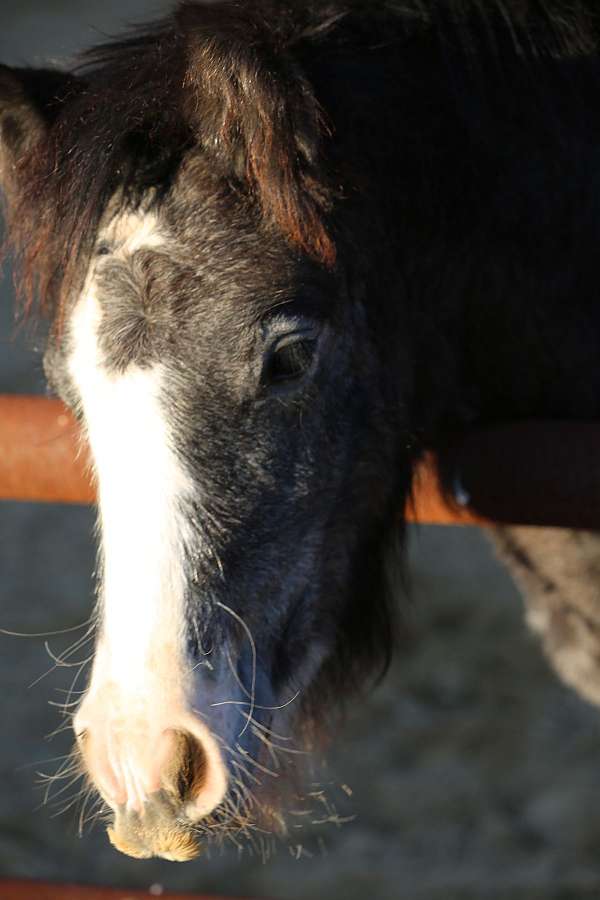 grey-wide-white-blaze-snip-on-face-4-stockings-horse