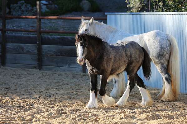 wide-white-blaze-snip-on-face-4-stockings-horse