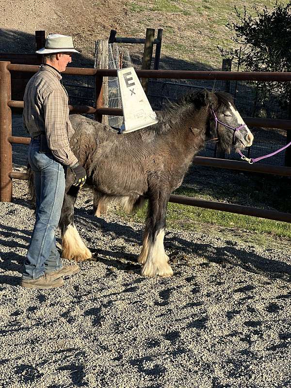 heavy-feathering-gypsy-vanner-horse