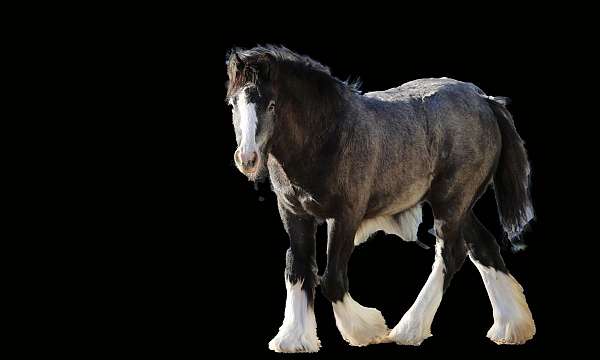 substantial-bone-gypsy-vanner-horse