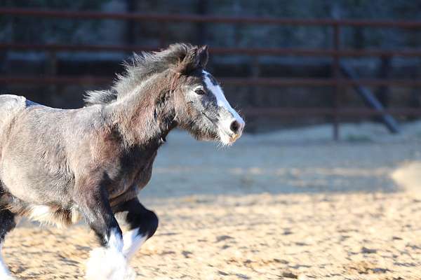 fancy-gaits-gypsy-vanner-horse