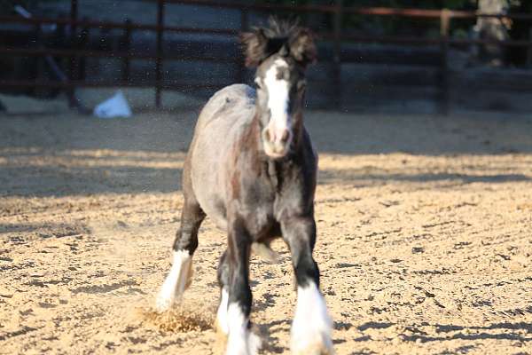 elite-bloodlines-gypsy-vanner-horse