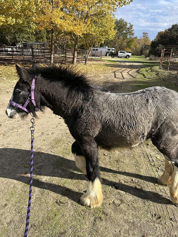 heavy-feathering-horse