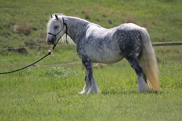 heavy-feathering-filly