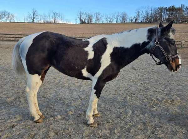 paint-horse-for-sale