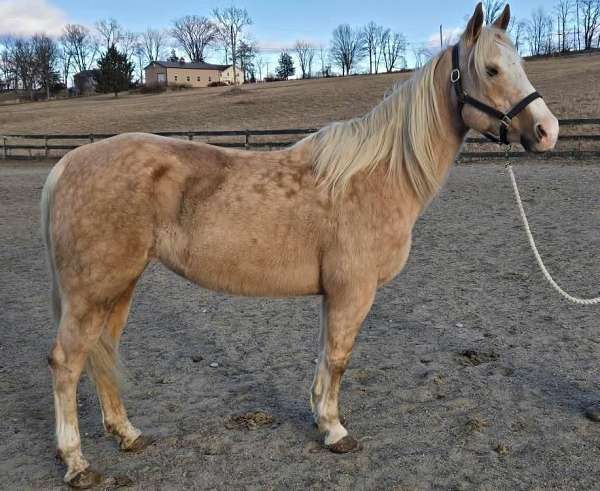 quarter-horse-for-sale